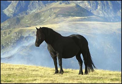 Mérens Zwarte Pony - Mérens Stamboek Nederland