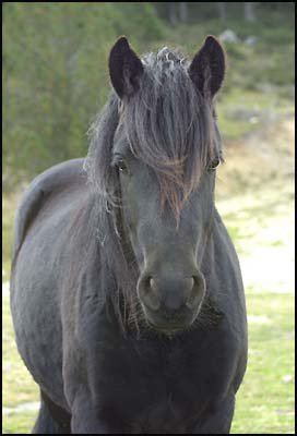 Zwart Mérens Paard